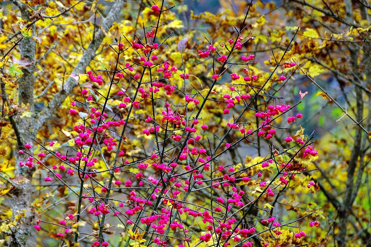 European_spindle_tree winter